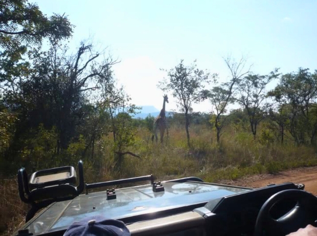 Giraffe in bushes